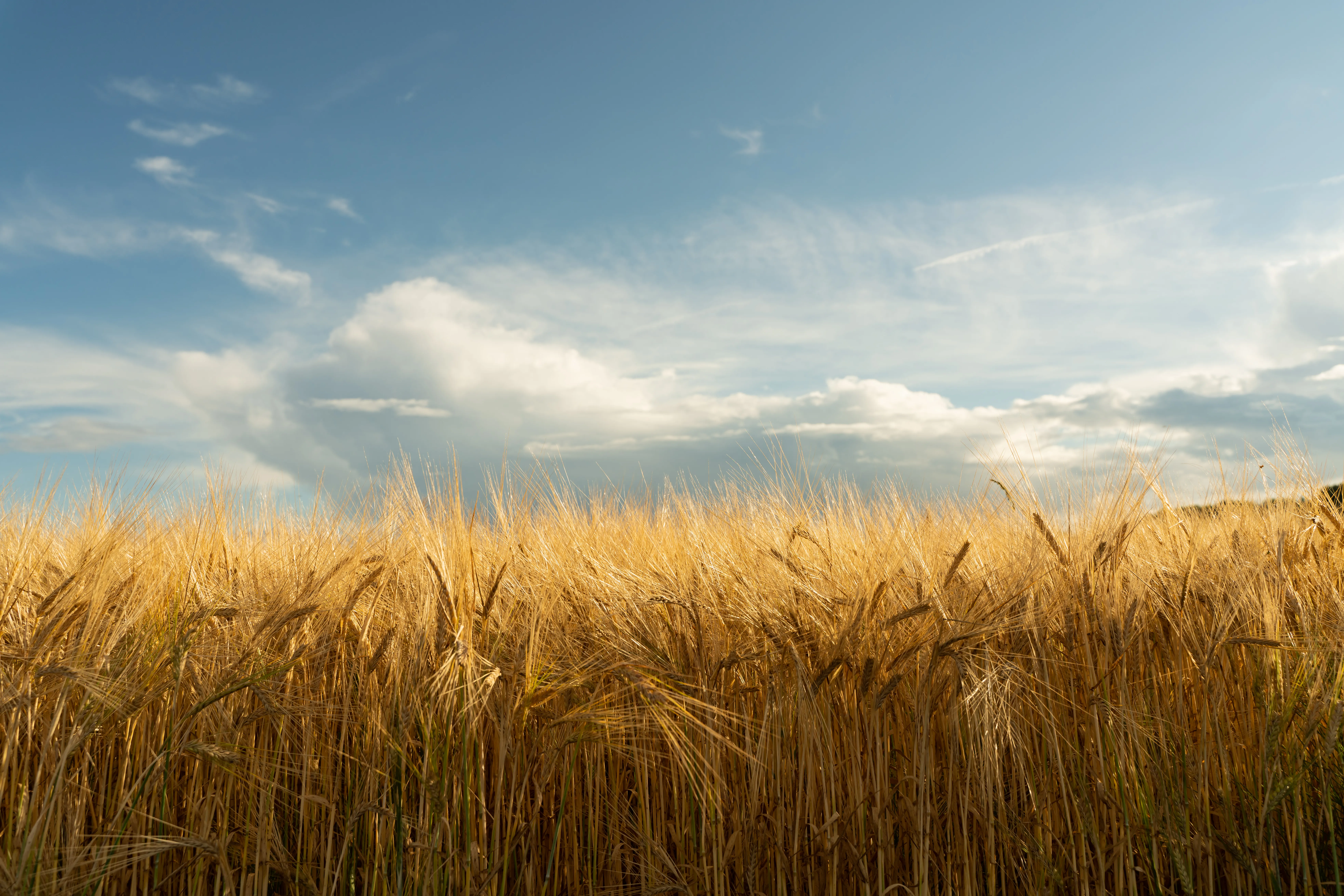 Зерновая, зернобобовая, масличная продукция